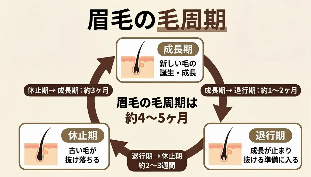 眉毛の毛周期